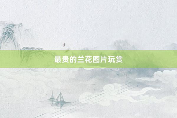 最贵的兰花图片玩赏